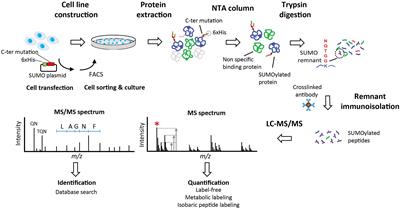 Crosstalk Between SUMO and Ubiquitin-Like Proteins: Implication for Antiviral Defense